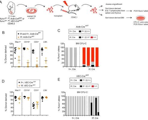 Fig. 6. Runx1 is required for HSC maturation prior to E11.5 in the AGM+U+V. (were transplanted