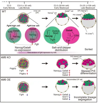 Fig. 7. Model for the role of Klf5 in ICM lineagespecification. At E3.0, the inner cells are DP