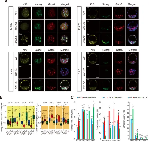 Fig. 1. Skewed EPI and PrE lineage specification in Klf5 KO and OE blastocysts. (A) Expression levels of Nanog and Gata6 in WT, Klf5 KO and Klf5OE mouse embryos from E3.25-4.0