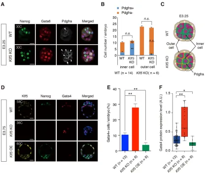Fig. 2. Accelerated PrE lineage specification in Klf5from E3.75. Gata4 expression levels were dramatically upregulated inGata4membrane), but not in WT embryos, indicating accelerated PrE specification of the inner cells