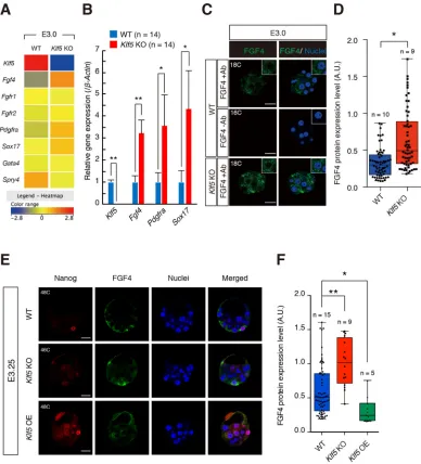 Fig. 3. Klf5levels of FGF4 protein inexpression levels in FGF4 is required for the repression of Fgf4 expression in morulae at E3.0