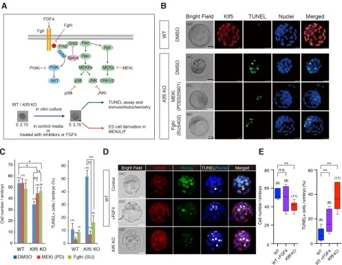 Fig. 5. Inhibition of Fgfr-ERK signalling rescues the cell cycle defects of Klf5are shown