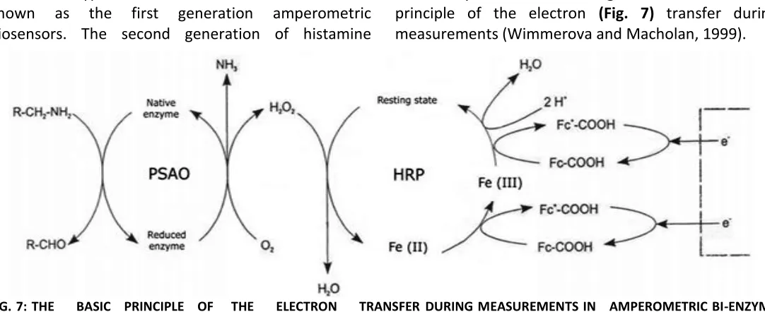 FIG. 7: THE     BASIC   PRINCIPLE   OF    THE     ELECTRON     TRANSFER DURING MEASUREMENTS IN   AMPEROMETRIC BI-ENZYME 17
