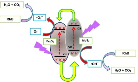 Figure 5.  Schematic illustration of the RhB degradation mechanism over α-Fe2O3/MoS2 nanocomposites 