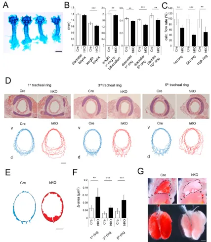 Fig. 8. Characterization of the respiratory dysfunction. (A) Alcian Blue staining of isolated laryngotracheal cartilage ((B) The length and diameter of the cartilage elements (larynx, cartilaginous rings) were measured (cartilaginous rings is given