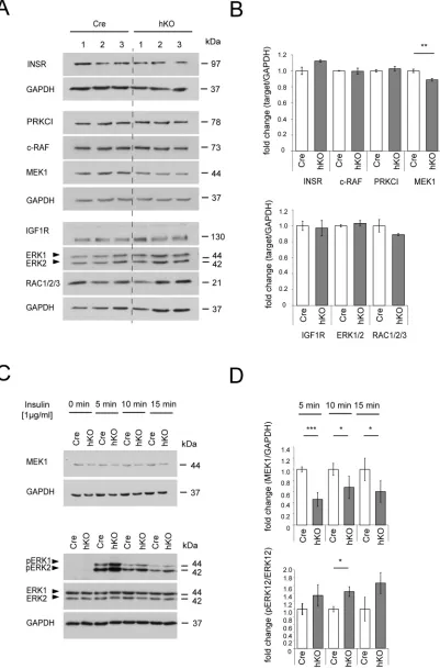 Fig. 9. Analysis of RAF/MEK/ERK pathway activation in cartilage. (A) Femoral cartilage extracts of Col2a1-Cre (Cre) and Col2a1-Cre-Mirc24tm1M (hKO) malenewborns were analyzed for the presence of INSR, PRKCl, c-RAF, MEK1, IGF1R, ERK1/2 and RAC1/2/3 by immun