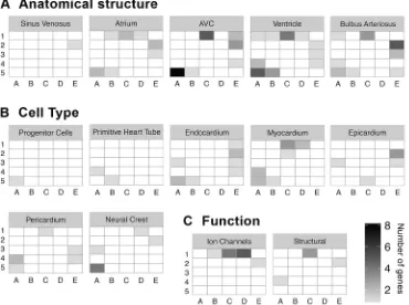 Fig. 8. Distribution of genes involved inspecific processes/cell types withinthe SOM. A curated list of annotations forgenes known to be involved in heartdevelopment was generated from theliterature