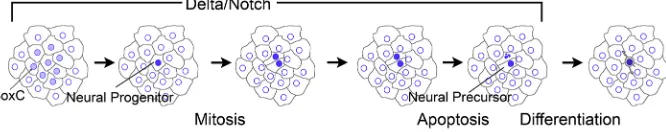 Fig. 6. Model of recruitment and final mitotic division of neural progenitors in sea urchin embryos