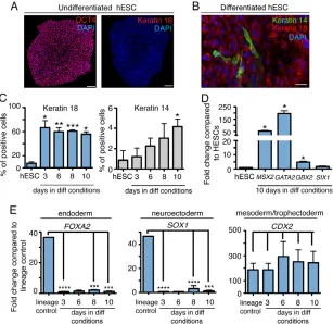 Fig. 1. Ectoderm specification in hESCs.(A) Undifferentiated hESCs are positive for OCT4 