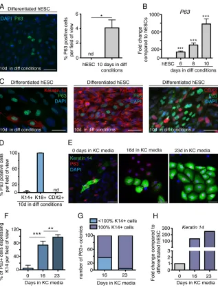 Fig. 2. P63 expression during ectoderm andkeratinocyte differentiation of hESCs.(A) Ectoderm-specified hESCs express P63 (green)
