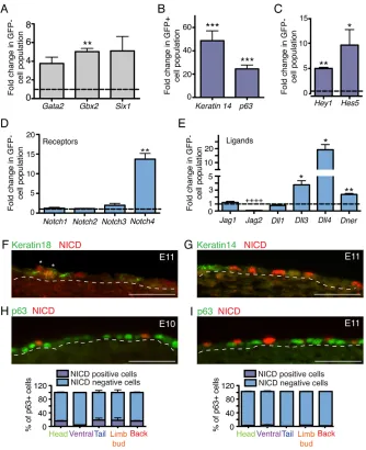 Fig. 4. Notch signaling is activated inectodermal progenitor cells during
