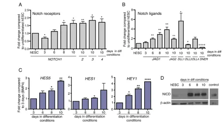 Fig. 5. Notch signaling is activated during ectoderm specification in hESCs. (differentiated hESCs