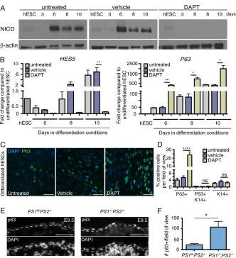 Fig. 7. Model for keratinocyte specification duringepidermal development. Keratinocyte specification occurs in