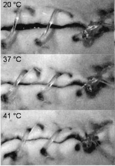 Figure 3. Surgical sewing of an animal scar by using a  temperature from 20 °C to 41 °C, the shape memory filament’s biodegradable shape memory filament