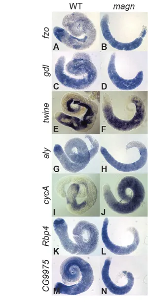 Fig. 5. Ubi-p63E is required cell-autonomously forspermatocyte cell cycle progression and spermatiddifferentiation without affecting tTAF or tMAC localization.(A,B) Ubi-p63E function is required cell-autonomously in germ