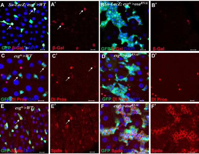 Fig. 2. Knockdown of osa(expressed in the posterior midgut using the these cells are not EBs (B,Bin ISCs in the wild-type midgut (arrows in C,Cwhereas no Dl expression was detected in theexpanded  produces excess ISC-like cells