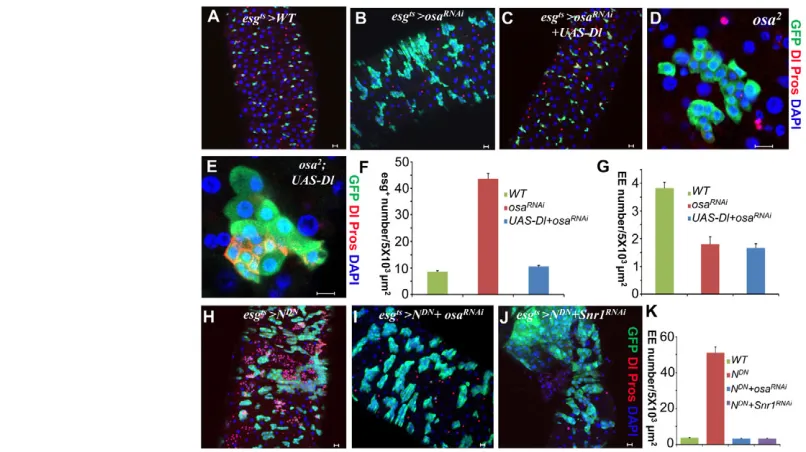 Fig. 6. Osa regulates EE cell fate specification bycontrolling (results in a dramatic increase in EE cells (compare F withE)