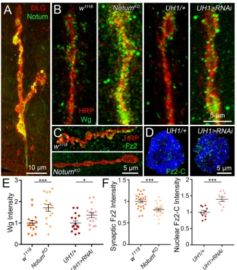 Fig. 1. Extracellular Notum reduces Wg ligand levels and trans-synapticsignaling. (A) Representative image of muscle 4 NMJ co-labeled for CRISPR-generated Notum:HA (Notum, green) and synaptic label anti-Discs Large(DLG, red)