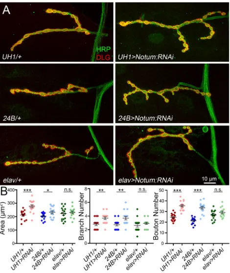 Fig. 2. Postsynaptic Notum secretion limits presynaptic structuraldevelopment.elav>Notum:RNAibouton number for the six genotypes