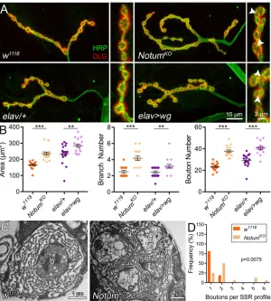 Fig. 3. Elevated Wg signaling phenocopies Notummutant synaptic defects. null (A) Representative images ofmuscle 4 NMJs co-labeled for HRP (green) and DLG (red)with Notum null mutant (top row: w1118 background controlversus NotumKO) and Wg overexpression (b