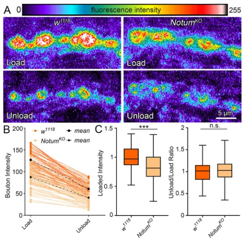 Fig. 5. Notum loss alters presynaptic differentiation via vesicletrafficking. (A) Representative synaptic bouton images of FM 1-43 dyeimaging with depolarization-induced loading (top) and unloading (bottom) inw1118 control (left) and NotumKO (right)
