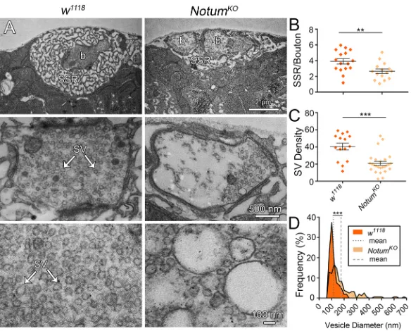 Fig. 6. Ultrastructural synaptic development depends onNotum function. (A) Representative TEM images of w1118 and