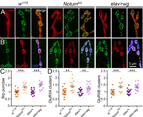 Fig. 7. Notum limits both pre- and postsynaptic molecularassembly.(C) Quantification of presynaptic Brp punctae in the genotypesshown, with inclusion of thepostsynaptic GluRIIA/GluRIIB in the genotypes shown.**labeled for HRP (blue), GluRIIA (green) and Gl
