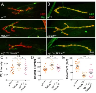 Fig. 8. Restoring normal synaptic Wg levels