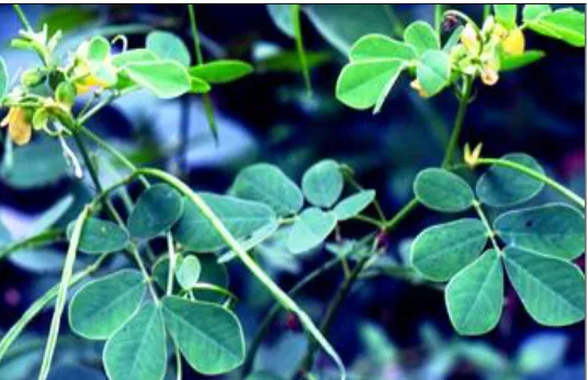 FIGURE 2: PHOTOGRAPH SHOWING PLANT CASSIA SOPHERA 