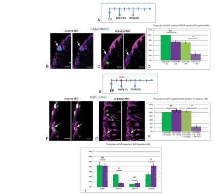 Fig. 8. Notch1b is required for the maintenance of progenitor division and fate. (electroporation (MCM5 positive) and non-progenitor cells (GS negative, MCM5 negative) [presumably neurons, which virtually constitute the only non-progenitor cell typegenerat