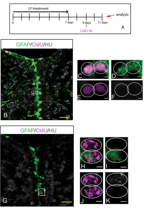 Fig. 3. Individual RG cells maintain stem cell properties after Notchblockade. (A) Experimental design