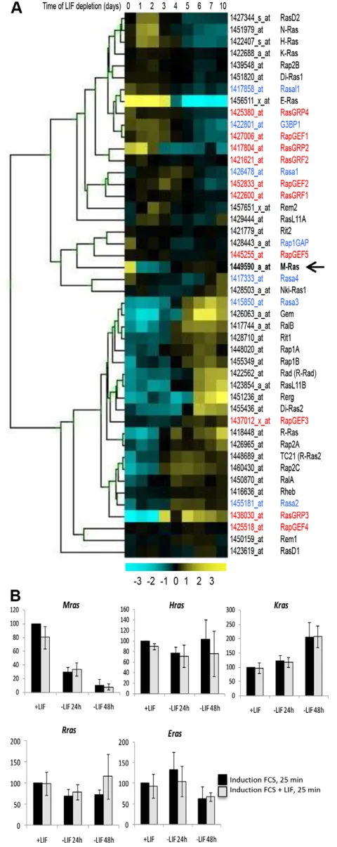 Fig. 1. Mras has a unique expression profile among Ras and effector-of-Ras proteins. (A) Heat map analysis of expression profiles of Rasmembers and regulators (Gef in red and Gap in blue) on a timescale of LIFdepletion from days 1 to 10 in mESCs