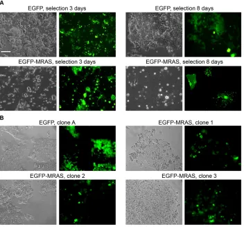 Fig. 3. Overexpression of MRAS leads tomorphological changes in cells grown