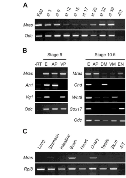 Fig. 7. Mras is expressed in Rohon-Beard cells and trigeminal neurons in the Xenopus embryo
