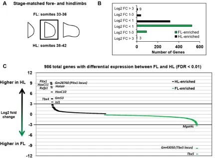 Fig. 1. Very few genes are limb type restricted in mouse embryos. (A) Representation of stage-matched FL and HL used for expression profiling by RNAseq.(B) Distribution of differentially expressed genes between FL and HL, binned according to log2 fold chan