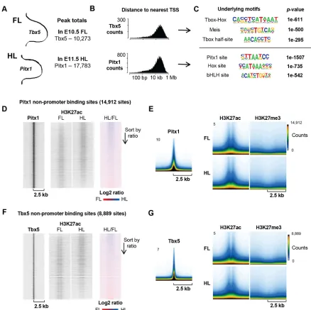 Fig. 3. Conserved epigenetic landscape at putative enhancer loci in FL and HL. (A) Total number of peaks in Tbx5 and Pitx1 ChIPseq, performed in E10.5 FLand E11.5 HL, respectively