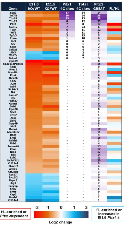 Fig. 5. Cross-stage analysis of Pitx1-dependent genes linked to genomiclandscape. Pitx1-dependent genes that show highly significant changes atboth E11.0 and E11.5, using FDR<0.00001 for both comparisons