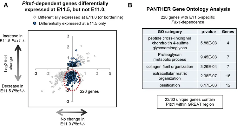 Fig. 6. Identification of HL stage-specific Pitx1E11.5 but not at E11.0. Thehighly significant changes at E11.5 (FDR<0.001)