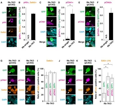 Fig. 2. Chk1 pathway activation in proliferative CAG-Rb-TKO neurons. At 4 DIC after the electroporation of Cre-expressing plasmids, cortical explants werefixed, cryosectioned and immunostained