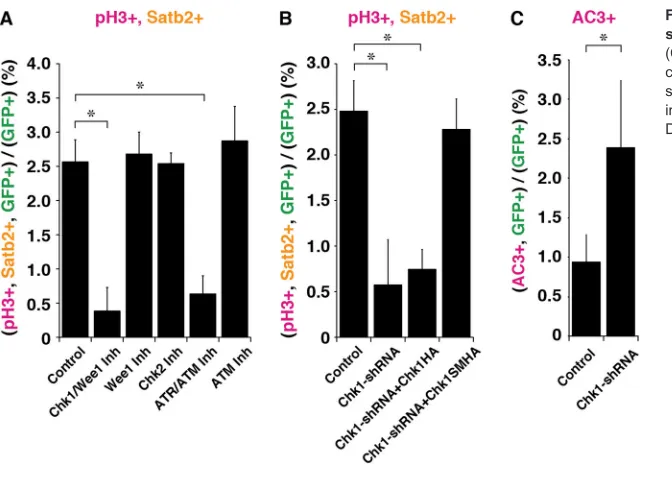 Fig. 3. Essential role for Chk1 in CAG-Rb-TKO neuron