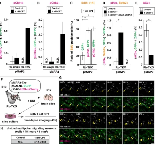Fig. 4. Chk1 pathway activation promotes MAP2-Rb-TKO neuron survival and division. (A-E) Cell scoring of immunopositive cells