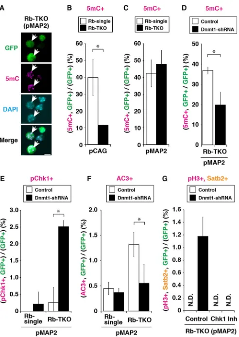 Fig. 5. Dnmt1immunofluorescence images of MAP2-Rb-TKO cells. Nuclei were stainedusing DAPI (cyan)