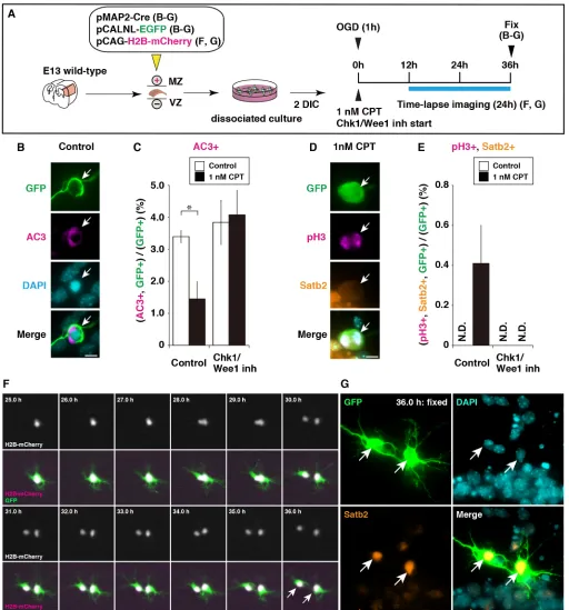 Fig. 6. Chk1 pathway activation promotes OGD neuron survival and division. (A) Experimental design