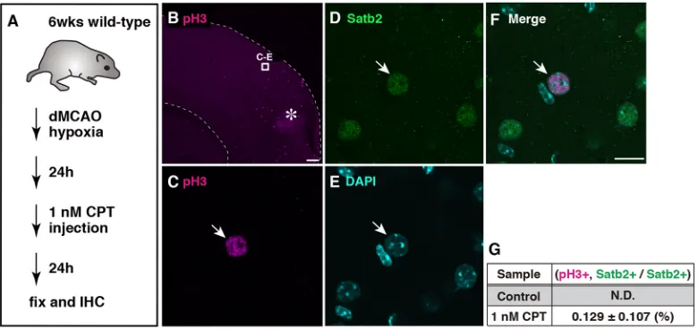 Fig. 7. Chk1 pathway activation promotes neuron division in mouse stroke model. (A) Experimental design for mouse stroke model