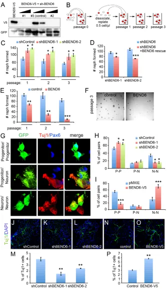 Fig. 4. Reciprocal effects of BEND6 gain andloss of function on neural stem cell self-