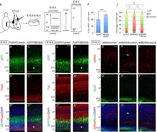 Fig. 5. Reciprocal effects of BEND6 gain and loss of function on neural stem cell self-renewal and neural differentiation in embryonicneocortex.cells in the SOX2100 μm in B-Eneuronal production as marked by TUJ1 staining