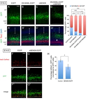 Fig. 6. Ectopic BEND6 inhibits neuralstem cell self-renewal via the Notch