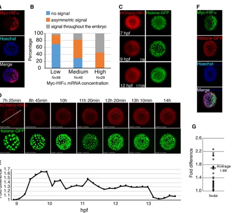 Fig. 1. HIFαsignals during the course of the time-lapse recording. (F) Embryos (12 hpf) co-injected with Myc-HIFsignal, asymmetric signal in half of the embryo, or signal throughout the embryo