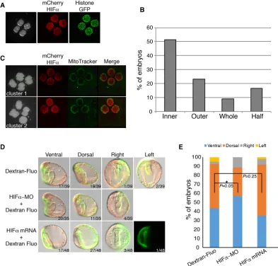 Fig. 5. HIFα asymmetry and the DV axis can be entrained. (A) Four embryos clustered in a rosette were injected with mCherry-HIFα and Histone-GFP mRNA.The left panel shows embryos at the 4-cell stage, and the mCherry and GFP signals were observed at the bla