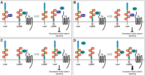 Fig. 8. Proposed modes of Lrp4 function in different contexts. (A) Mode I: Lrp4 presents Wise to Lrp5/6 resulting in displacement of Wnt ligands and inhibitionof Wnt/β-catenin signaling